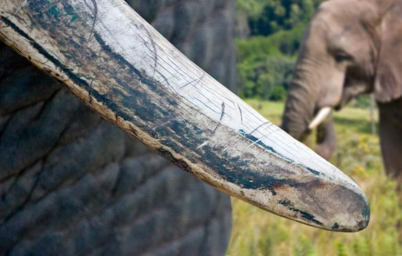 Three arrested for illegal possession of elephant tusks