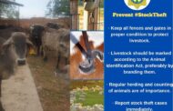 Stolen livestock (cattle) valued at R250 000-00 recovered at Emdo Park, outside Polokwane