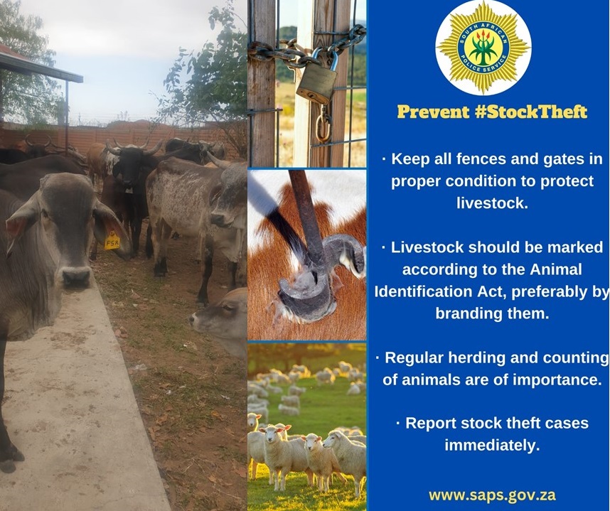 Stolen livestock (cattle) valued at R250 000-00 recovered at Emdo Park, outside Polokwane