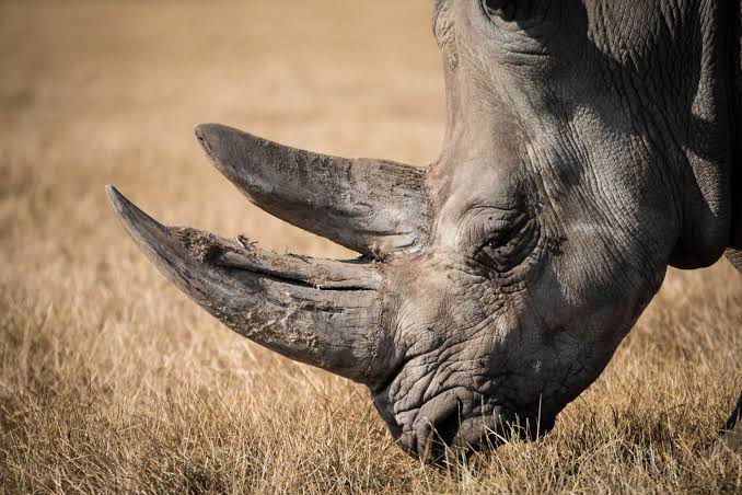 Rooiberg police launch manhunt for unknown suspects of rhino poaching