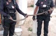 Reaction officer captures Mozambican Spitting Cobra