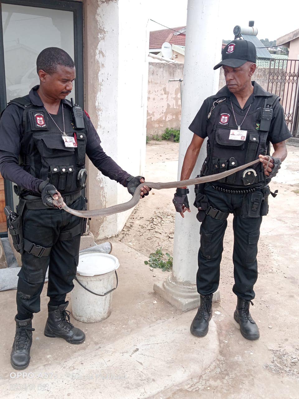 Reaction officer captures Mozambican Spitting Cobra