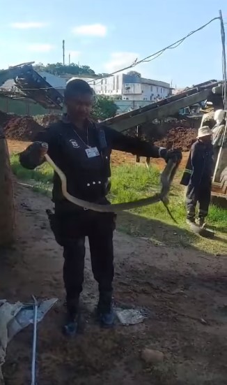 Two Meter Black Mamba Captured: Canelands - KZN
