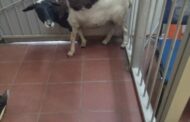 Police arrest stock theft suspects in the Pixley Ka Seme District