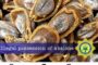 Suspect arrested for illegal possession of abalone