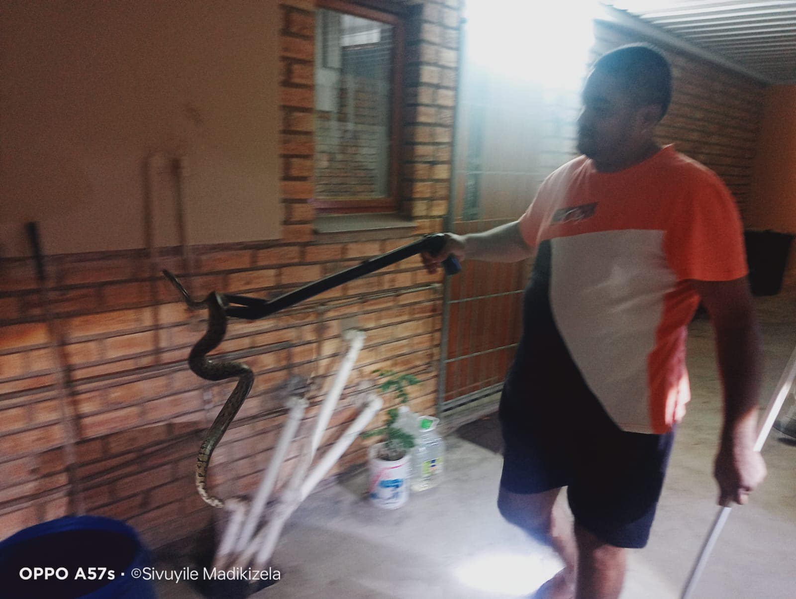 Python captured in Riverview