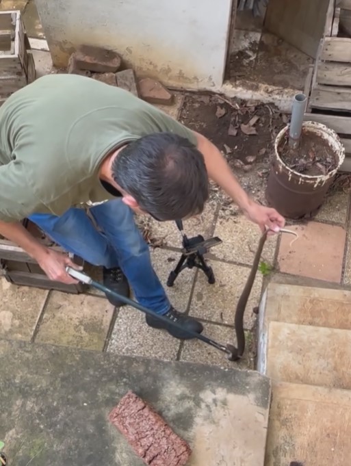 Female Mozambican Spitting Cobra Captured: Everest Heights - KZN