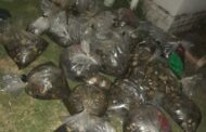 Suspect arrested for illegal possession of abalone