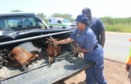 Operation Shanela (Kukula) continues to crack down on crime in Limpopo: over 1500 suspects nabbed and 12 firearms recovered