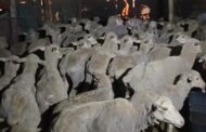 Stolen livestock found in Gauteng