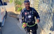 Boomslang captured in Redcliffe