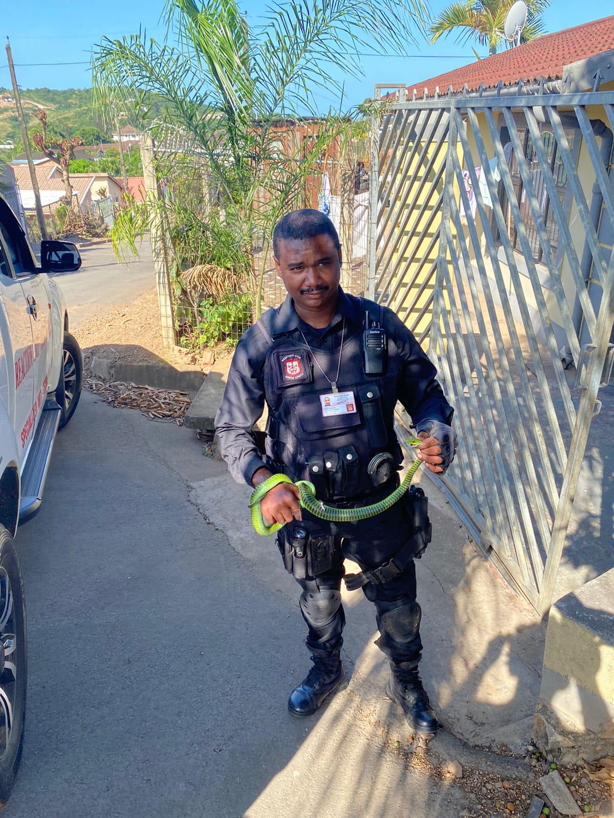 Boomslang captured in Redcliffe