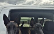 Midlands EMS is thrilled to announce the addition of two new dogs to our K9 tactical and search and rescue team