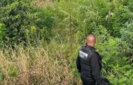 Creche kids scare off masked intruder in Redcliffe