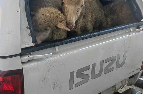 Three suspects arrested for stock theft