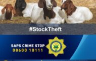 Lebowakgomo stock theft unit investigates robbery with a firearm incident following the theft of livestock worth thousands of rands