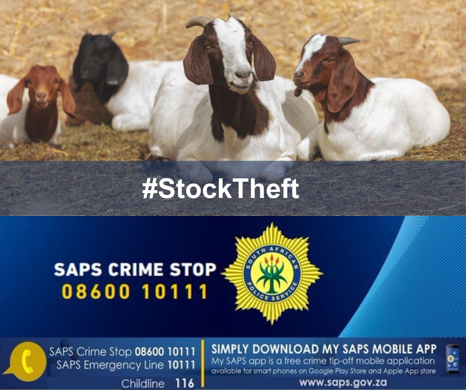 Lebowakgomo stock theft unit investigates robbery with a firearm incident following the theft of livestock worth thousands of rands