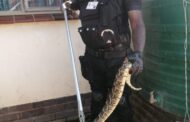 1.2 Meter puff adder captured in Ndwedwe