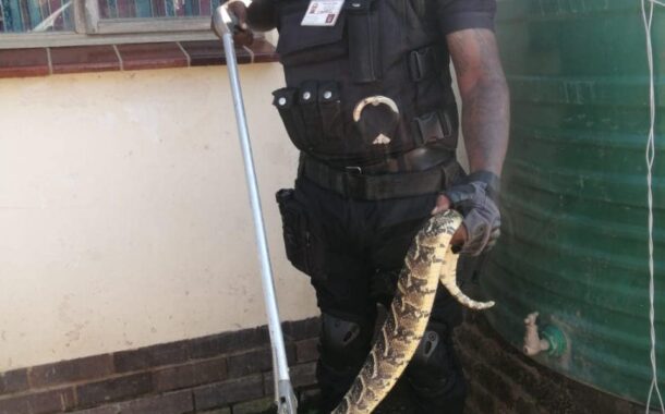 1.2 Meter puff adder captured in Ndwedwe