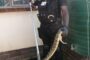 1.2 Meter puff adder captured in Ndwedwe