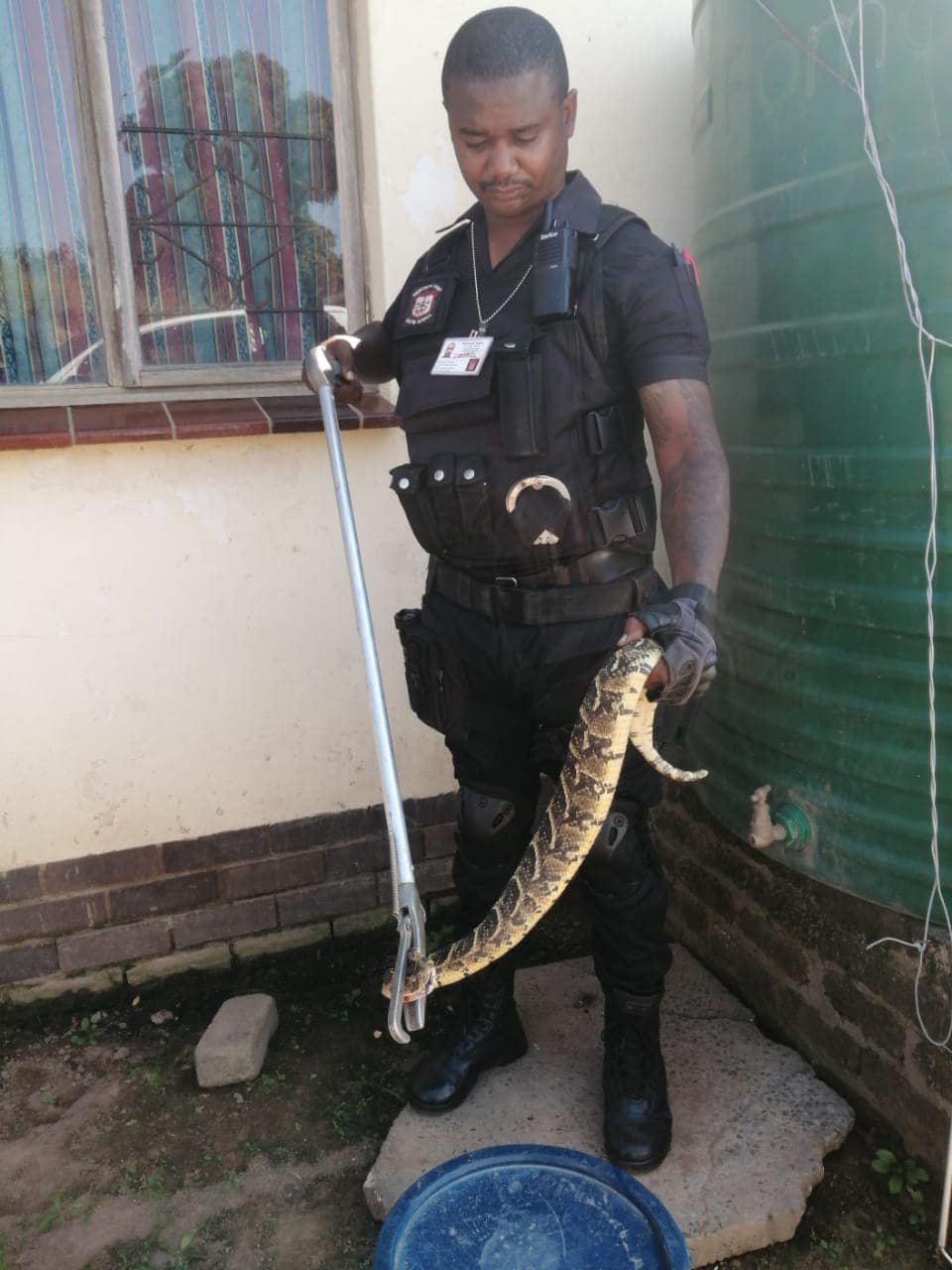 1.2 Meter puff adder captured in Ndwedwe