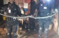 Two black mambas captured in Verulam