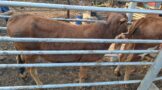 Nine suspects to appear in courts for different stock theft cases