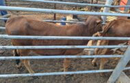 Nine suspects to appear in courts for different stock theft cases