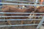 Nine suspects to appear in courts for different stock theft cases