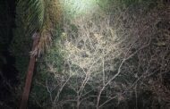 Cat rescued after it had been stranded in a tree for over 24 hours