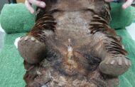 Police nab two suspects in possession of Pangolins