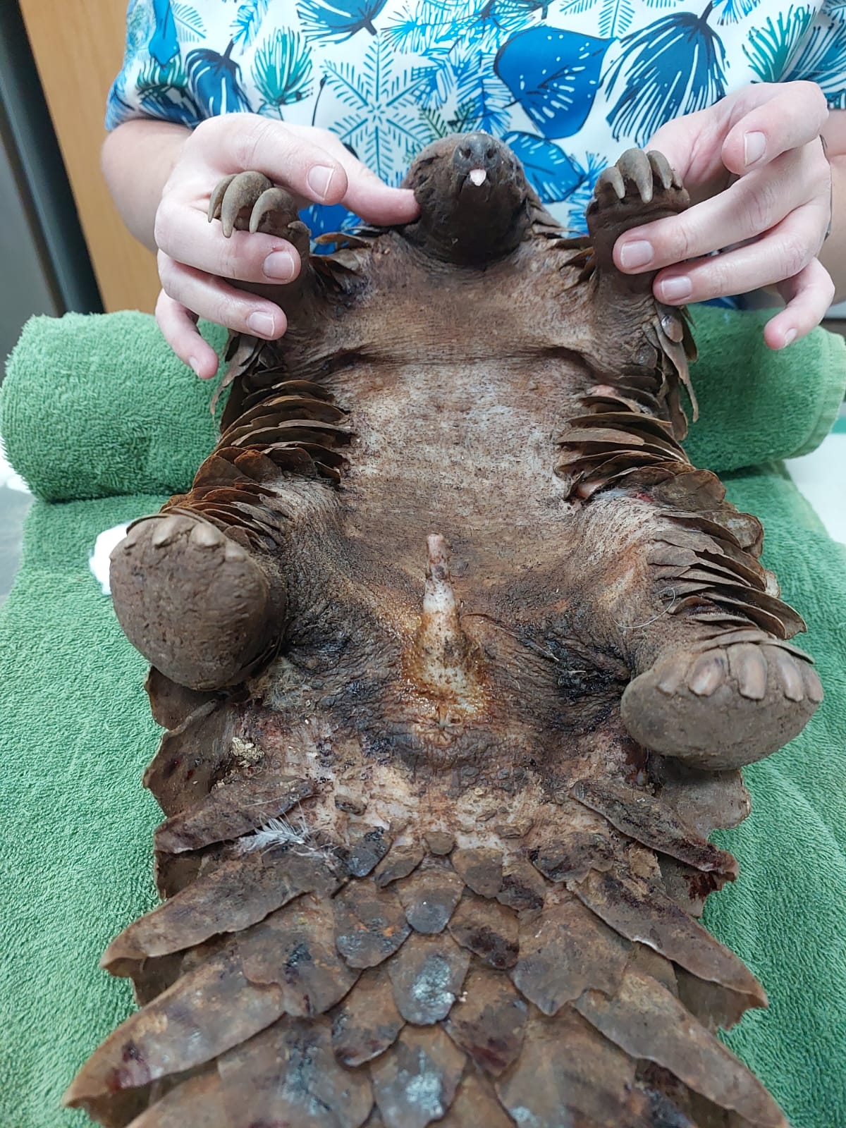 Police nab two suspects in possession of Pangolins