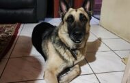 Family pet stolen along with copper pipes in Earlbridge