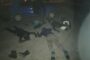 Suspect nabbed for dealing and possession of suspected cat drugs valued at R400 000 in Welkom CBD