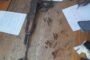 Suspect arrested for possession of unlicensed high-calibre firearms