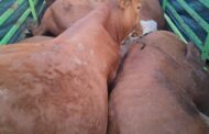 Polokwane stock theft police launch manhunt for suspects involved in stock theft incident in Mothiba grazing field