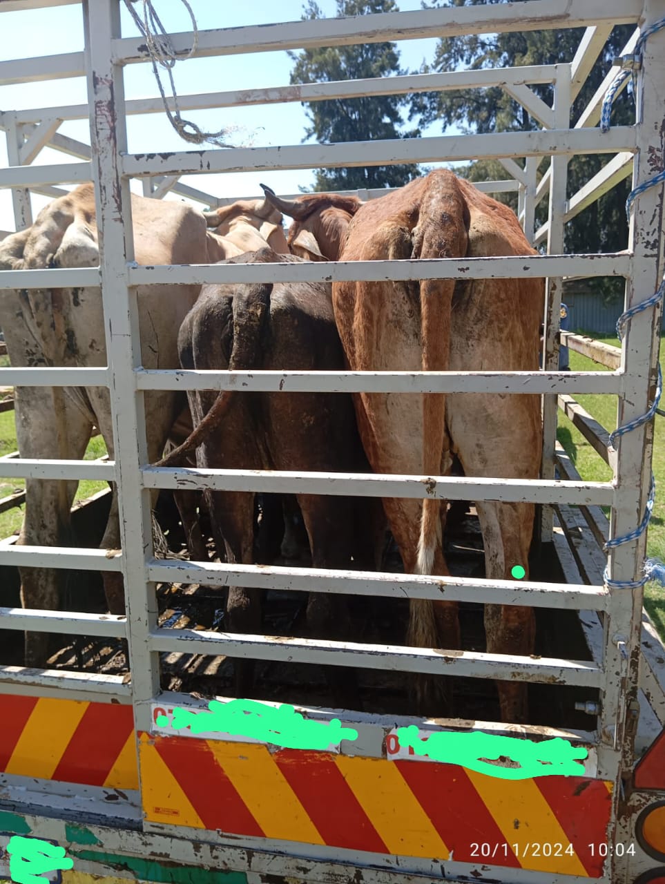 Suspect arrested for possession of suspected stolen cattle