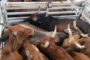 Suspect arrested for possession of suspected stolen cattle
