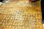 Snake Captured In Garden: Ballito - KZN