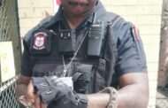 Night Adder Captured: Canelands - KZN