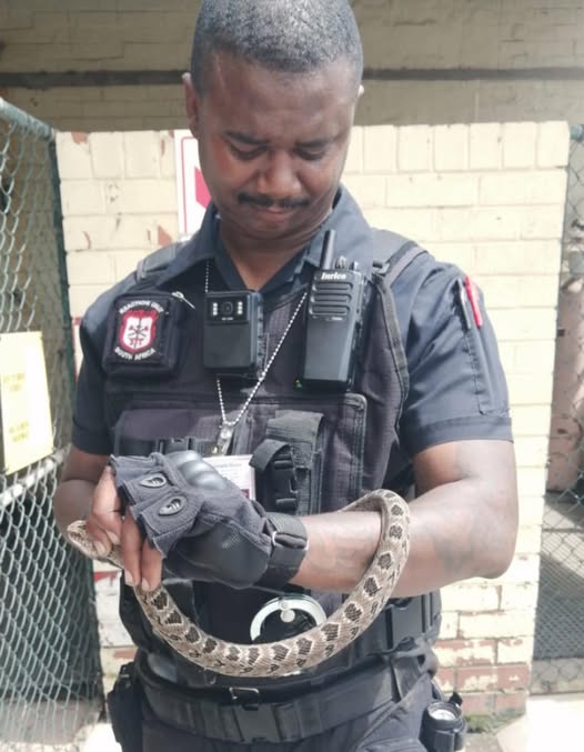Night Adder Captured: Canelands - KZN