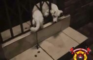 Dog rescued after getting stuck in security gate during fireworks