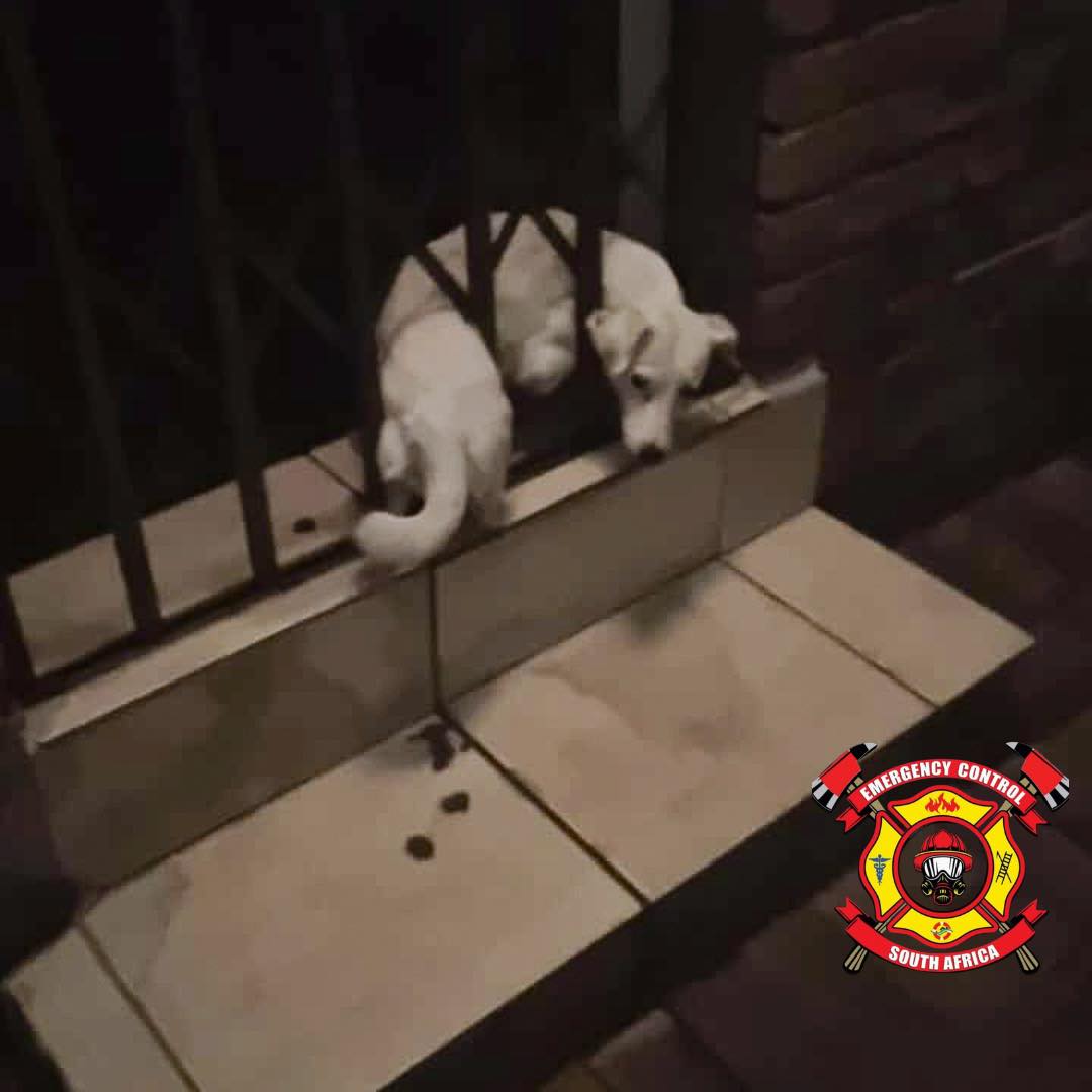 Dog rescued after getting stuck in security gate during fireworks