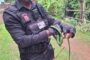 A total of 30 police killers arrested during Festive Season