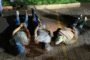 A total of 30 police killers arrested during Festive Season