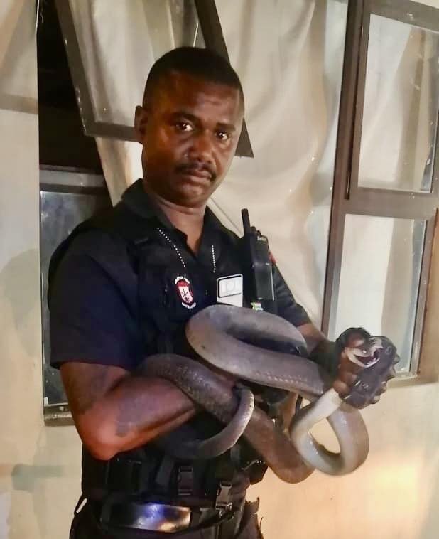 2.5 Meter Black Mamba captured in Waterloo
