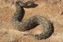 Hawks bust Durban depot counterfeiting ring