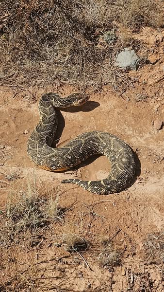 Puff adder captured on a farm near Proefplaas