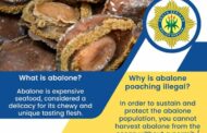 Police recover abalone worth R15 million in Gqeberha