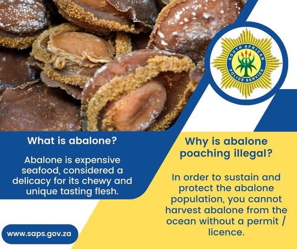 Police recover abalone worth R15 million in Gqeberha